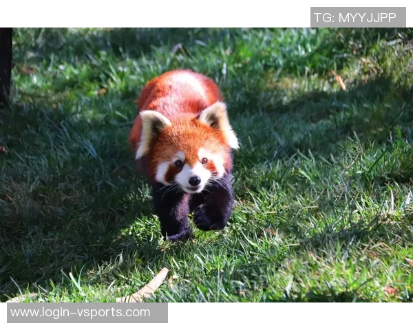 熊猫踢足球的可爱瞬间展现了它们的运动天赋与活泼性格